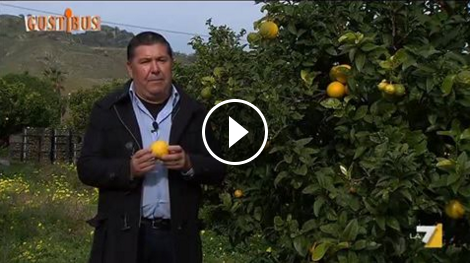 Video della trasmissione “Gustibus” La7 Bergamotto Azienda Agricola Patea